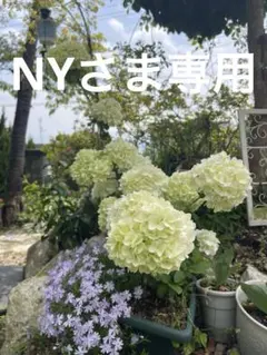 NY様専用
