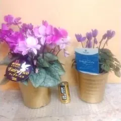 アイアイ様 リクエスト 2点 まとめ商品