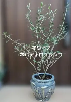 エレガント♡ オリーブ ネバディロブランコ セラミック鉢植え 苗
