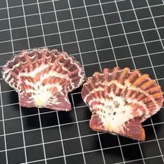 貝殻標本 小さな貝殻 ヤドカリのお宿 置物