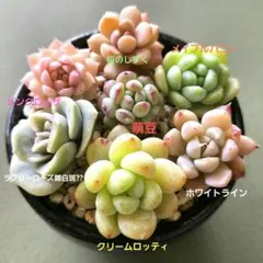 2026年最新】ラブリーローズ錦の人気アイテム - メルカリ