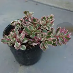 多肉植物 セダム トリカラー抜き苗&カット苗 - メルカリ