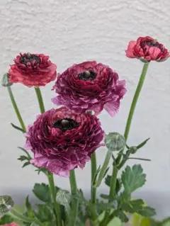 2026年最新】ラナンキュラス イカロスの人気アイテム - メルカリ