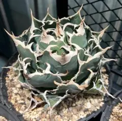 dodolia様 リクエスト 2点 まとめ商品