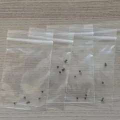 まやかーお【新鮮種子5粒+1粒】オベサ鉄甲　5セット IMG_20220328_102308759_HDR-