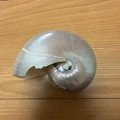 オウムガイ　磨き一点 オウムガイ 磨き一点 - メルカリ