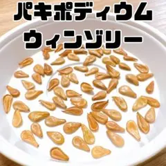 20粒まとめ売り ウィンゾリー種子 2026年最新】ウィンゾリー 種子の人気アイテム - メルカリ