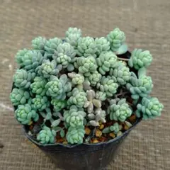 2026年最新】多肉植物抜き苗の人気アイテム - メルカリ