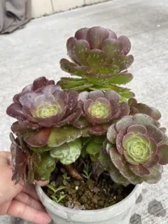 多肉植物 アエオニウム ハロウィン錦 雨荷（うか） 抜き苗 - メルカリ