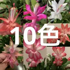 ばぁば様 リクエスト 2点 まとめ商品