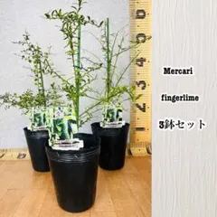 柑橘 2年生 フィンガーライム接木苗／苗 3鉢set 撮影品発送 - メルカリ