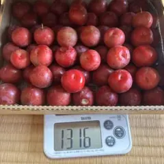 3 すもも　完熟多め　傷あり　家庭菜園　1316gのサムネイル