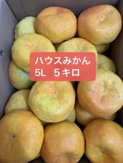 訳あり・ふかふか】ハウスみかん 5L 超大玉 約5kgのサムネイル