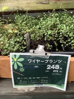 2025年最新】挿し木の人気アイテム - メルカリ