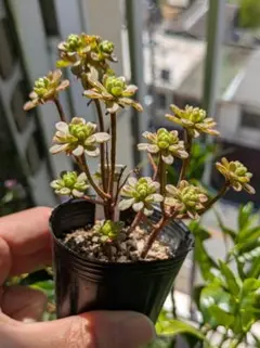 多肉植物 紅稚児 抜き苗 7.5cm ポット - メルカリ
