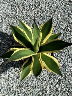 2025年最新】バターフィンガー アガベの人気アイテム - メルカリ