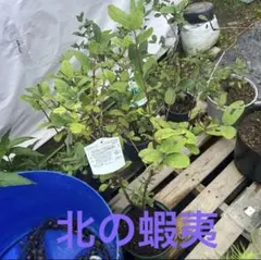 ハスカップ苗木　９０センチ ハスカップ苗木 90センチ - メルカリ