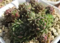 2026年最新】センペルビウムの人気アイテム - メルカリ