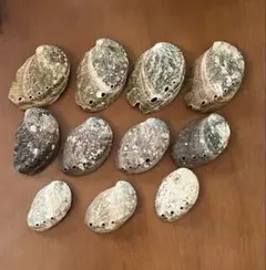 あわび　貝殻 11個セット 鮑