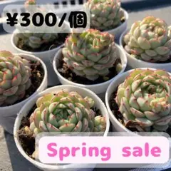 多肉植物☆リトルレッドボート☆