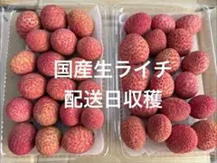 19 りー様専用クール便1箱 鹿児島県産 生ライチ18〜21粒農薬化学肥料不