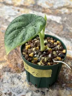 2025年最新】その他観葉植物の人気アイテム - メルカリ