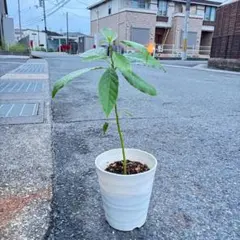 アボカド苗木　40cm3年生1本