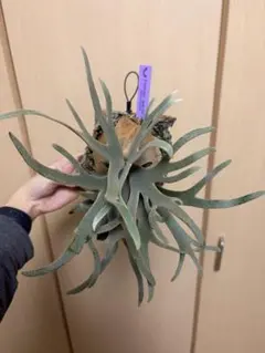 カクレクマノミ様メルカリ便！P.willinckii Jade GirlTC18 カクレクマノミ様メルカリ便！P.willinckii Jade GirlTC18