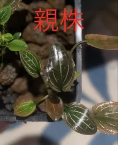ケ*チ様 Cryptocoryne sp. philippines Min-2 p*a様 Cryptocoryne sp. philippines min-2【 - メルカリ