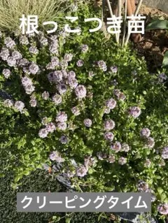 クリーピングタイム 抜き苗 ネコポス配送 - メルカリ