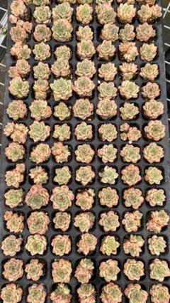 CL1002 ピンク翡翠 105苗 多肉植物 土と根付き エケベリア 韓国苗