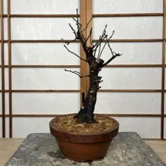 なべし様専用 いちじく苗 ネグローネ 13号スリット鉢 7年目 引き取り