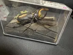 ミヤマクワガタ73ミリ特大 昆虫レジン標本（樹脂標本） - メルカリ