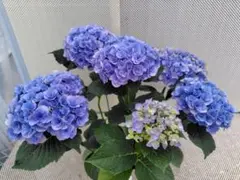 紫陽花 アジサイ 塩原花園 舞姫ブルー 水色の恋 5号 現物 5 - メルカリ