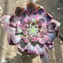 多肉植物。アエオニウム悪魔の眼 法師錦抜き苗 - メルカリ