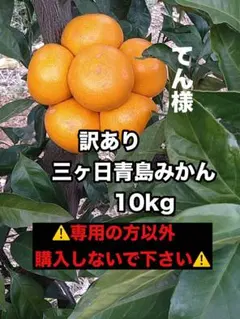 ★てん様★訳あり三ヶ日青島みかん 10kg