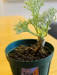 サルコカウロン　ムルチフィズム　No.001　鉢、送料込　メルカリ便 サルコカウロン ムルチフィズム No.001 鉢、送料込 メルカリ便