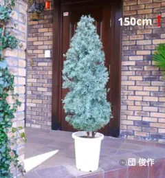 コニファーブルーアイス 苗木 大型150cm❗綺麗な葉色 シルバーブルー 美形