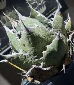 限定品！アガベオアハカオテロイ現地球（極上株）超S級特大株superオアハカ！のサムネイル