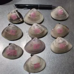 貝殻　はまぐりの殻 10個セット