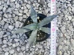 『引き取り限定』コロラータ　ハイブリッド　大苗 引き取り限定』コロラータ ハイブリッド 大苗 引き取り限定