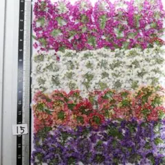 出来たて ★アリッサム　自然色 No 15 @800 押し花　 押し花素材