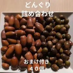 どんぐり　詰め合わせ　４０個　マテバシイ　アラカシ