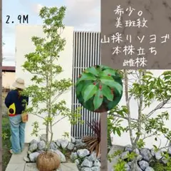 2026年最新】山採り ソヨゴの人気アイテム - メルカリ