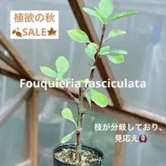 2025年最新】フォークイエリア ファシクラータの人気アイテム