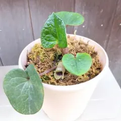 センカクカンアオイ　抜き苗　カンアオイのサムネイル