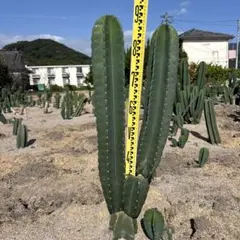 2025年最新】柱サボテン ブランチの人気アイテム - メルカリ