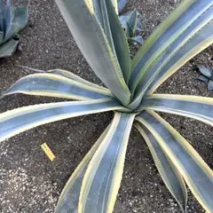 2025年最新】フランゾシニーの人気アイテム - メルカリ