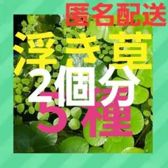♥️メルカリ便 割引情報あり♥️ビオトープ無農薬水草セット ミリオフィラム入りのサムネイル
