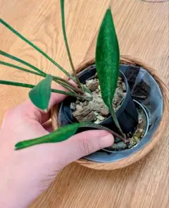 2026年最新】観葉植物 サンスベリアの人気アイテム - メルカリ